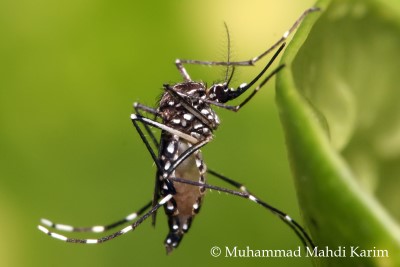 Aedes aegypti mosquito