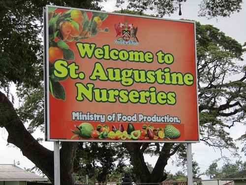 Welcome to St. Augustine Nurseries