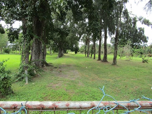 Grove of Mahogony Trees Adorn the Nursery