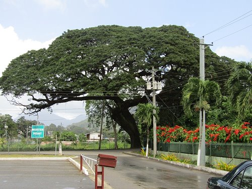 Lush Green and Tranquil Setting More attractive than the Botanic Gardens of POS