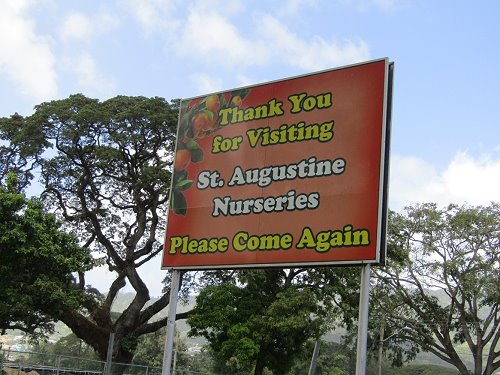 Welcome to St. Augustine Nurseries