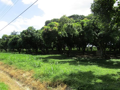 A Grove of Julie Mangoes