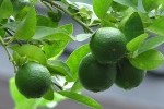 Limes