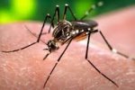 Aedes Aegypti mosquito